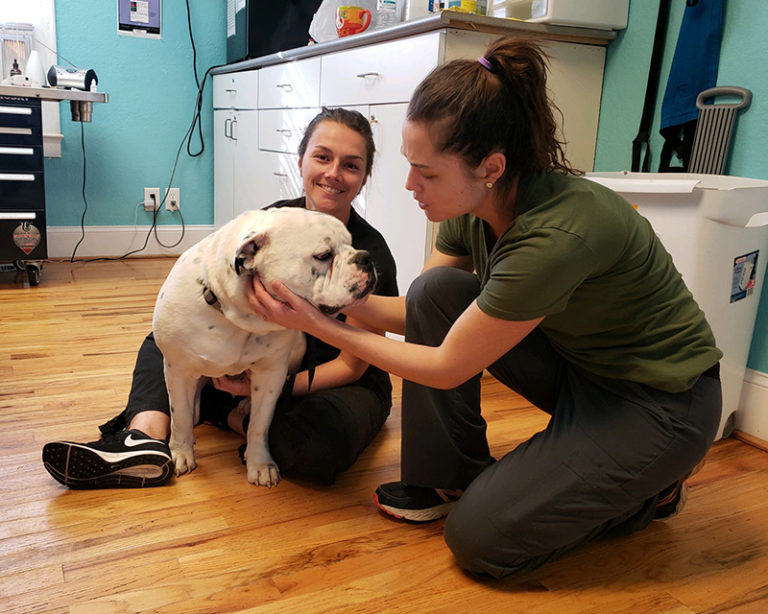 Paradefense Wellness Visits - Humane Society of Union County