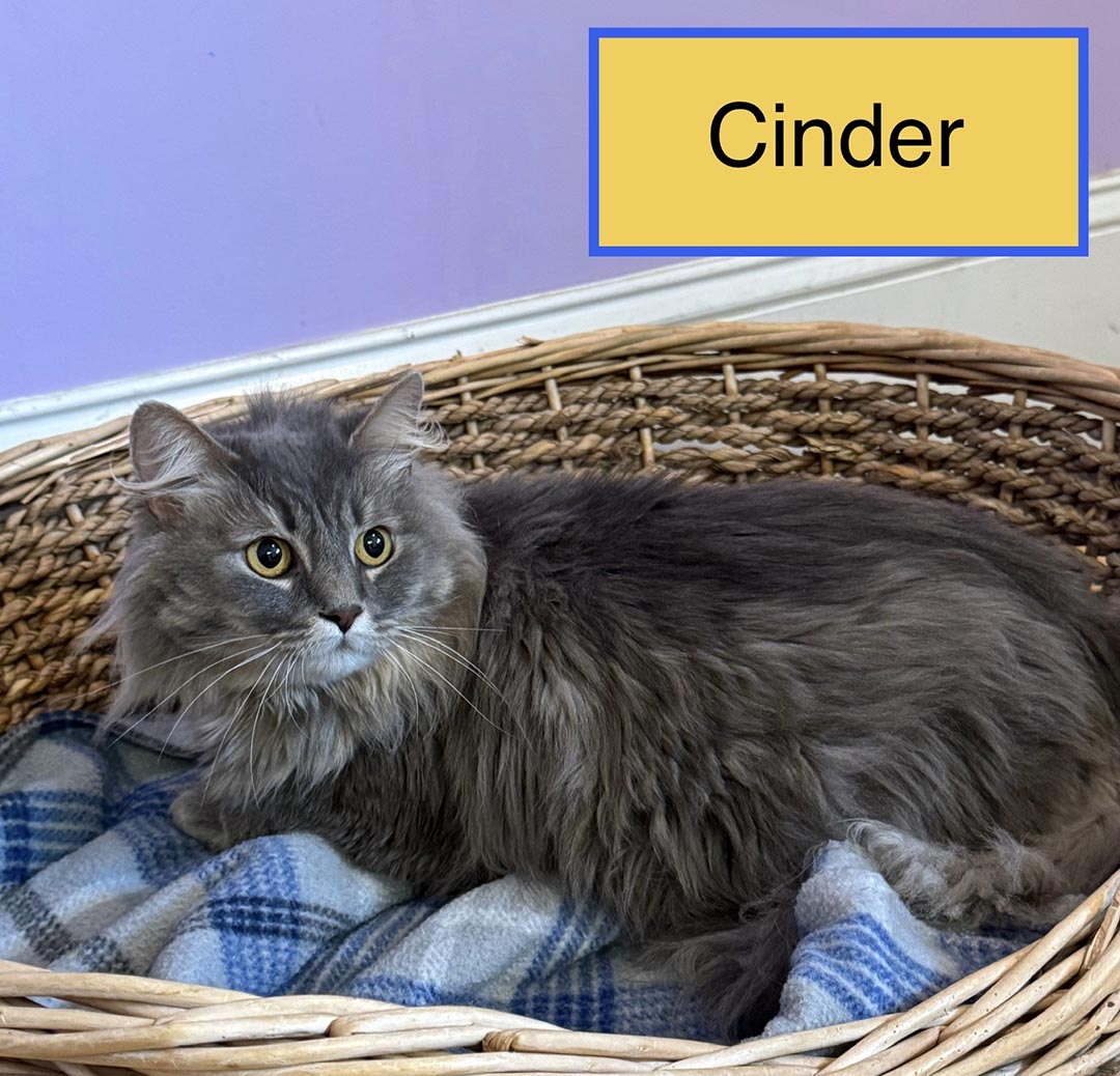 adopt cat