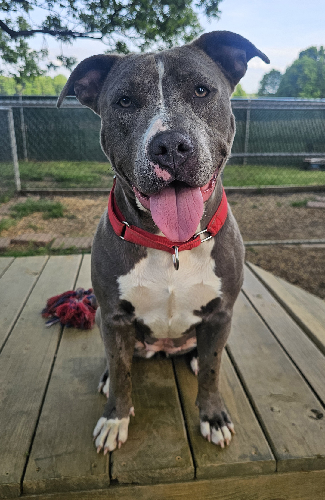 Dexter, adopt, dog