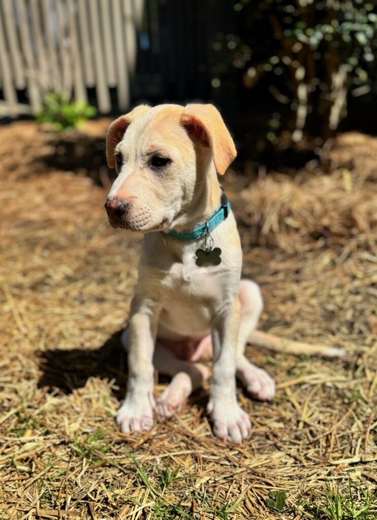 Dexter, adopt, dog