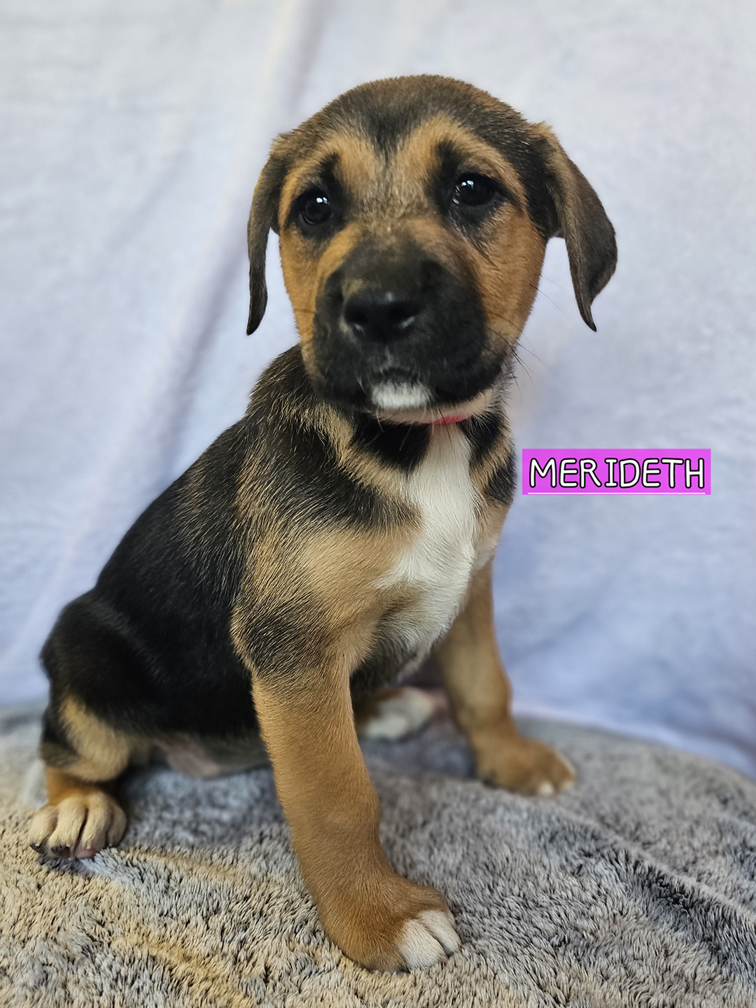 Dexter, adopt, dog