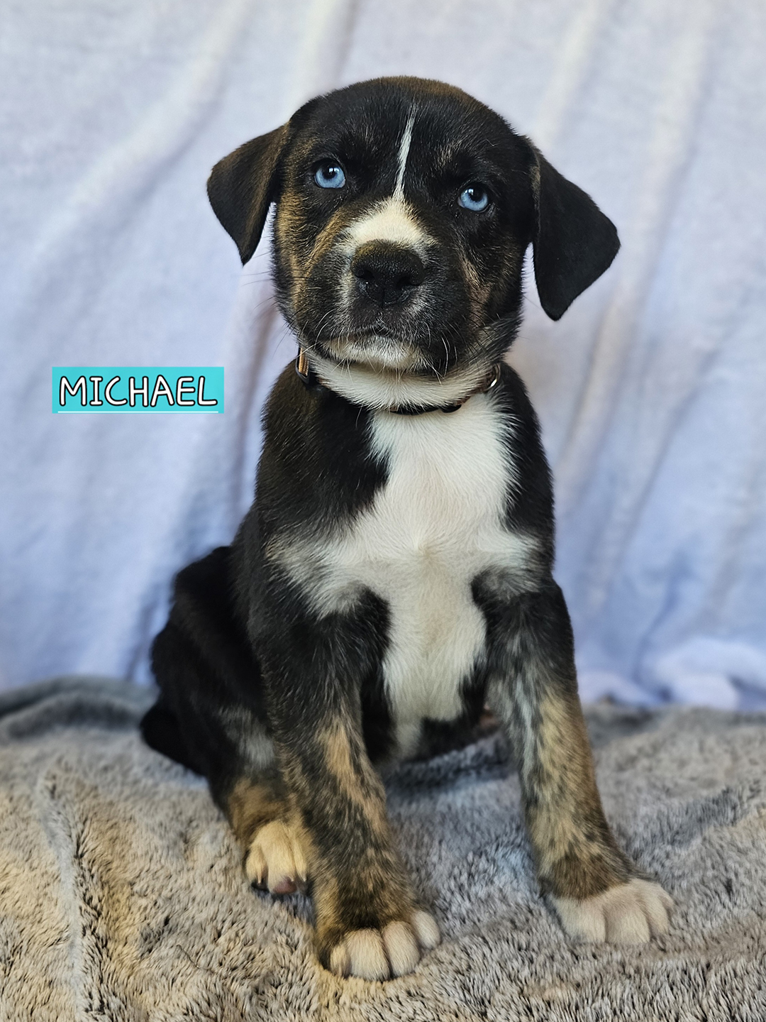 Dexter, adopt, dog