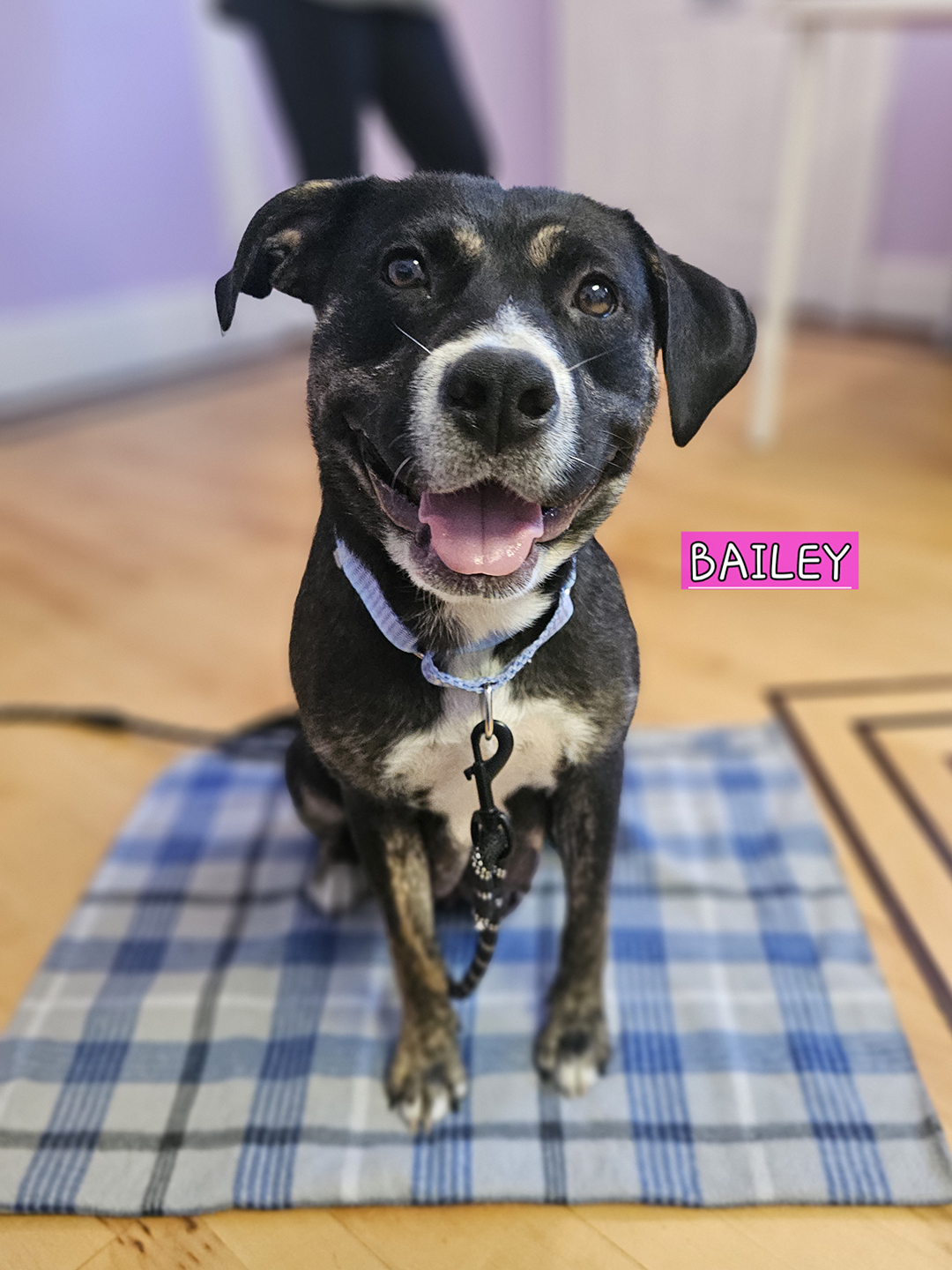 Dexter, adopt, dog