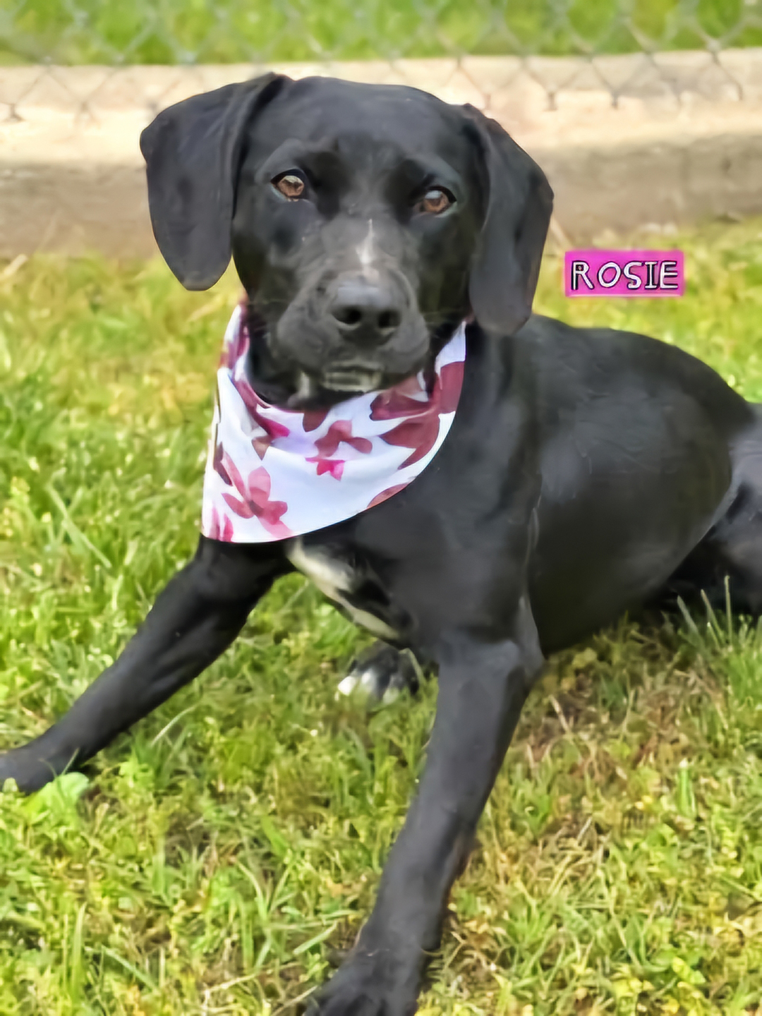 Dexter, adopt, dog