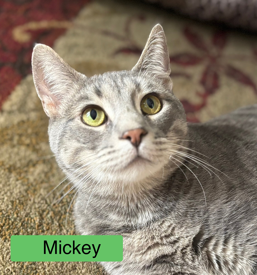 adopt cat