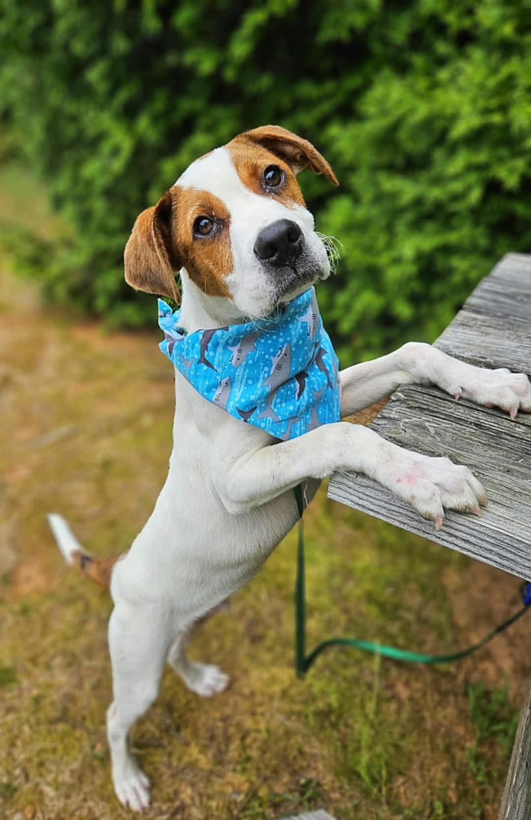 Dexter, adopt, dog