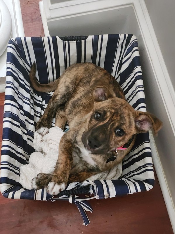 Dexter, adopt, dog