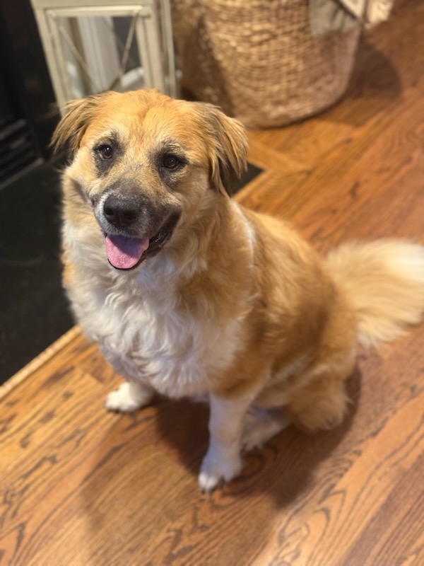 Dexter, adopt, dog
