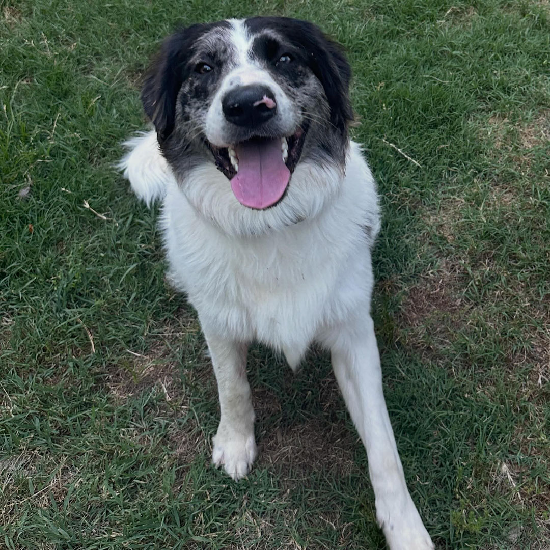 Dexter, adopt, dog