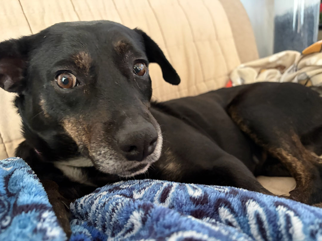 Dexter, adopt, dog