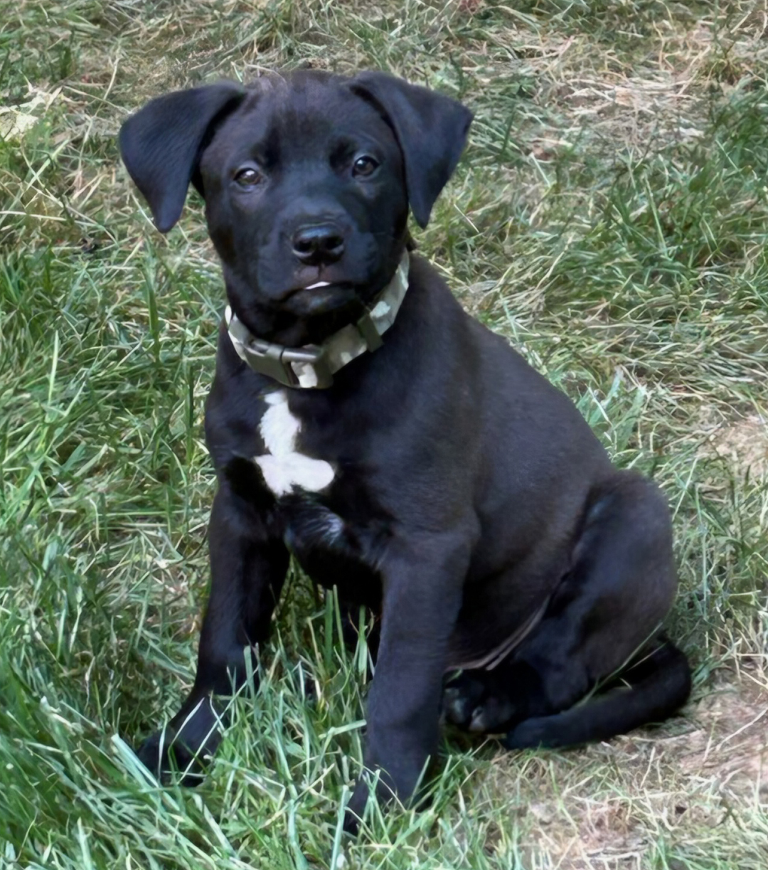 Dexter, adopt, dog
