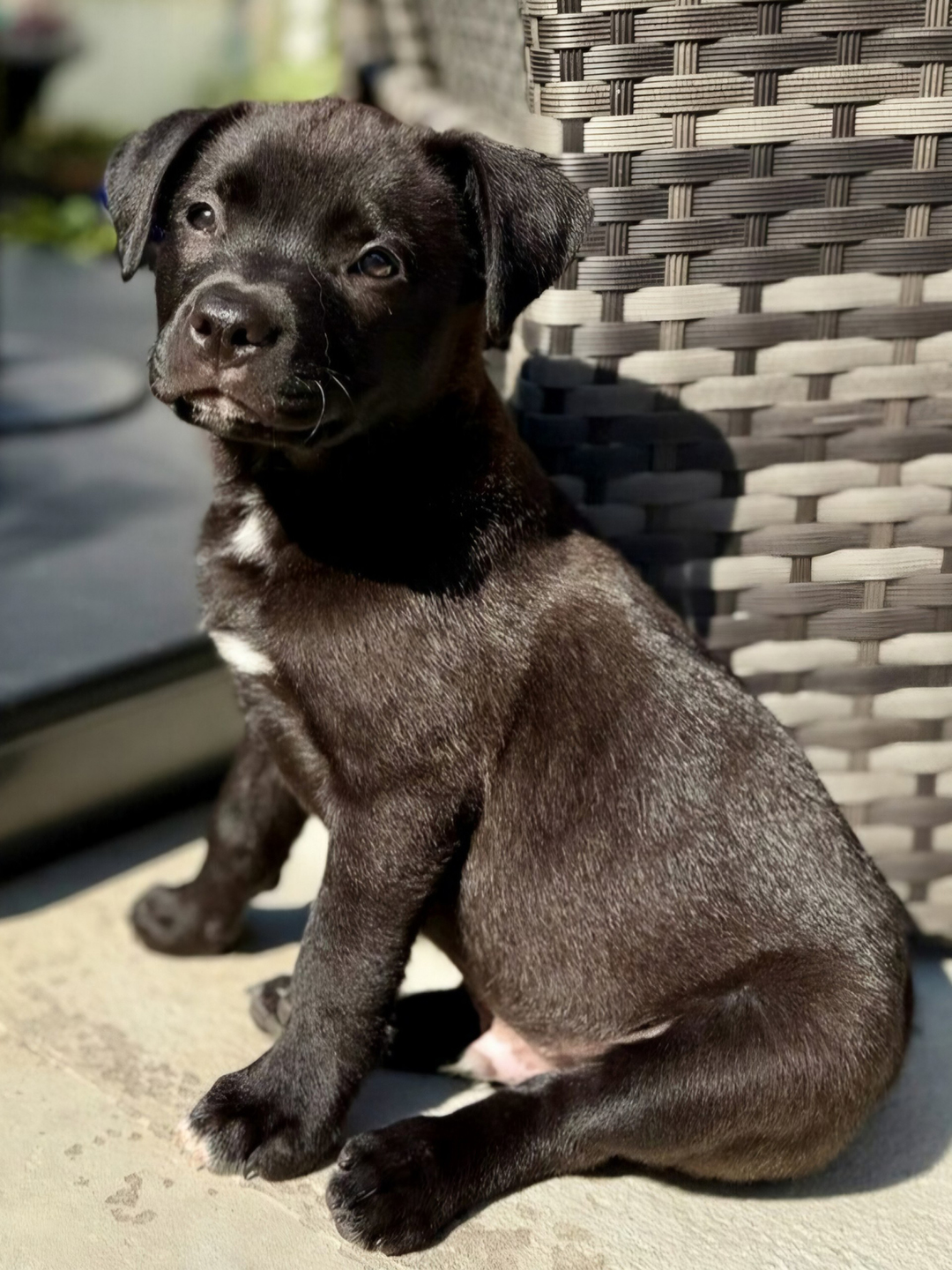 Dexter, adopt, dog