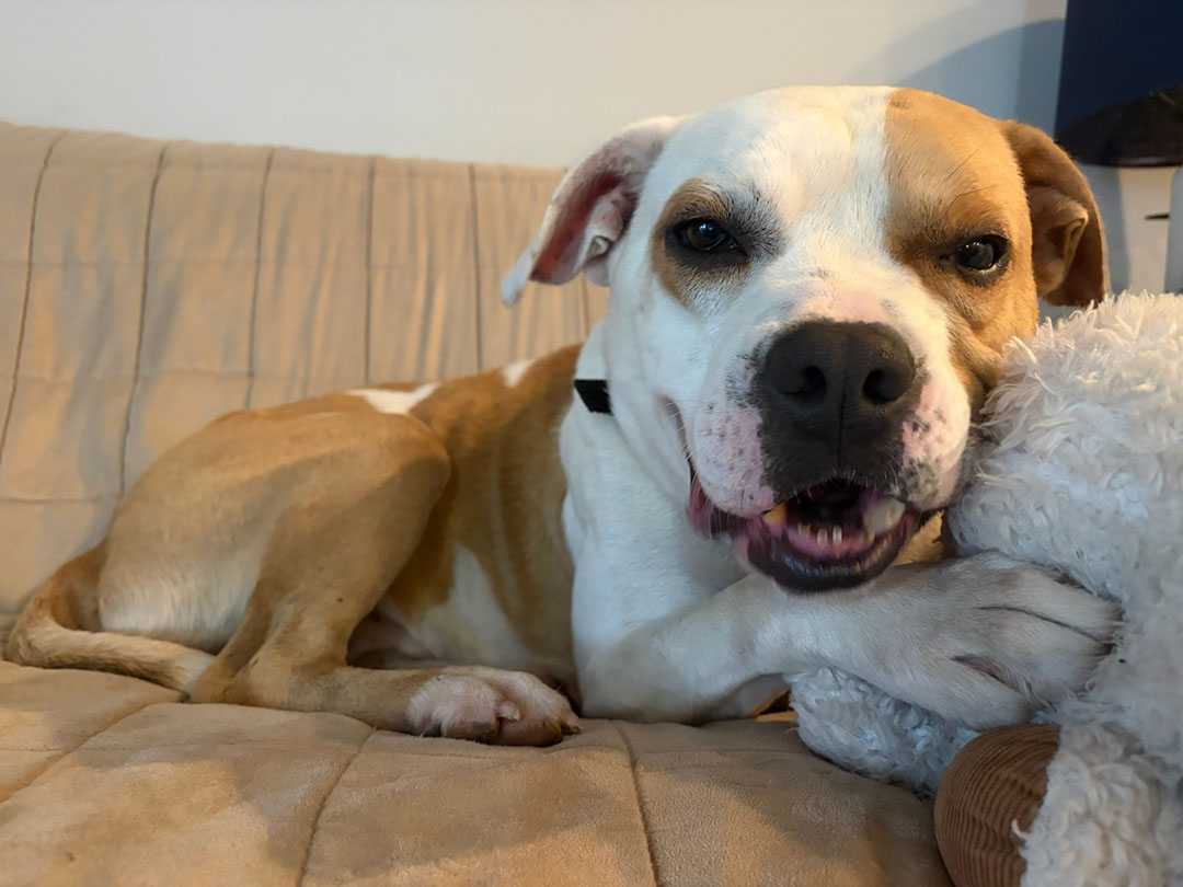 Dexter, adopt, dog