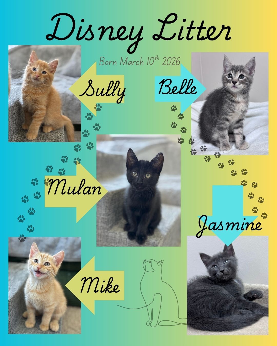 adopt cat