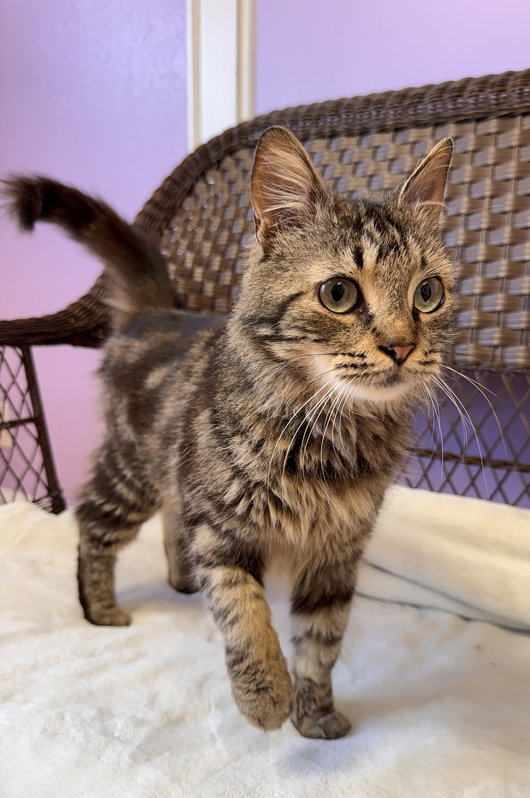 adopt cat