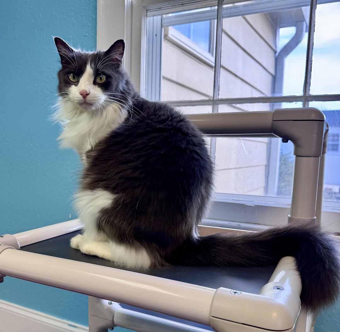 adopt cat