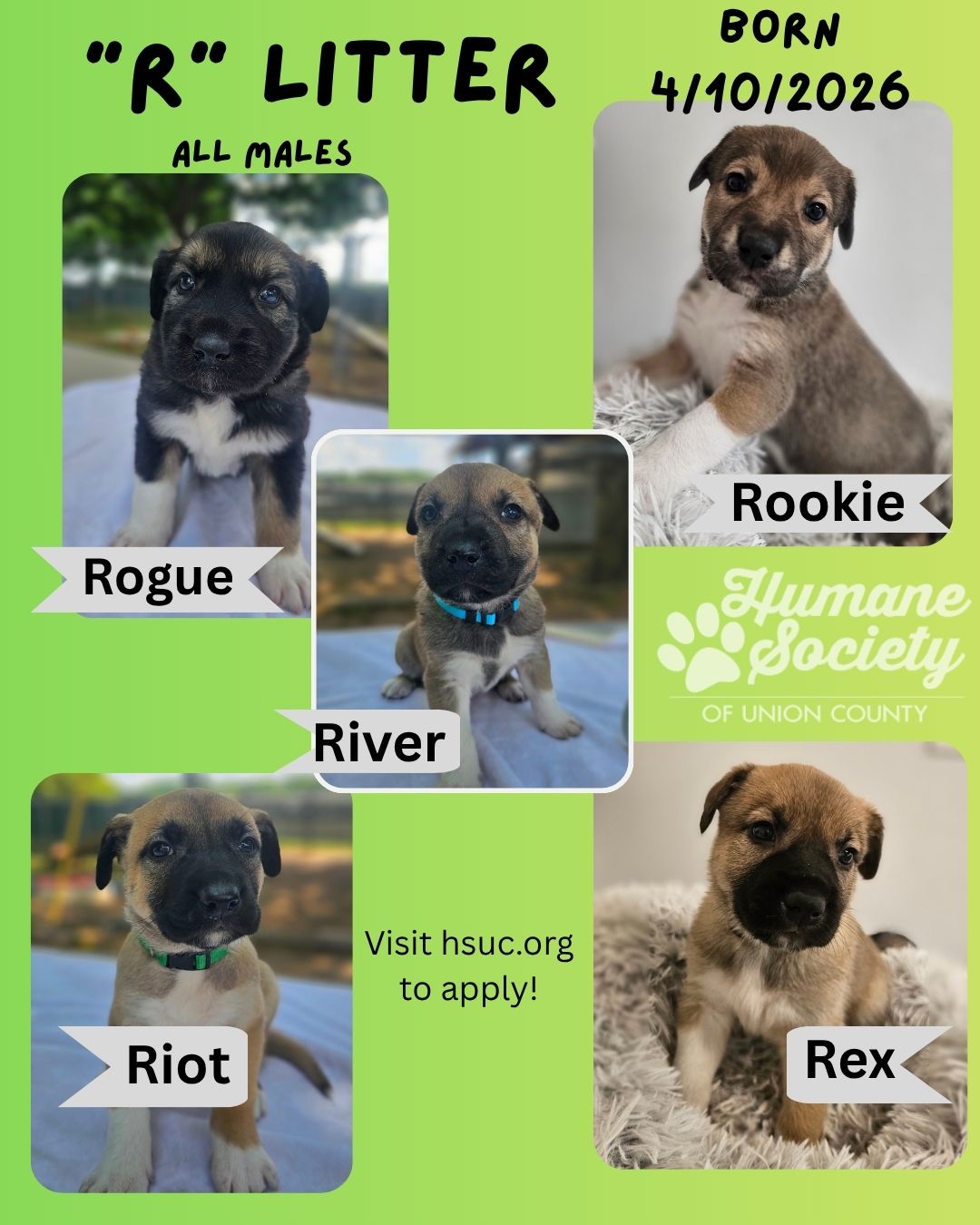 Dexter, adopt, dog