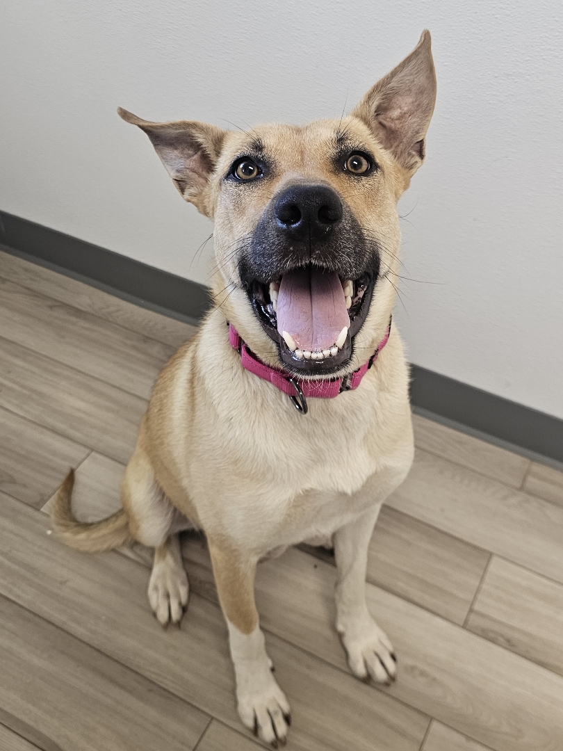Dexter, adopt, dog