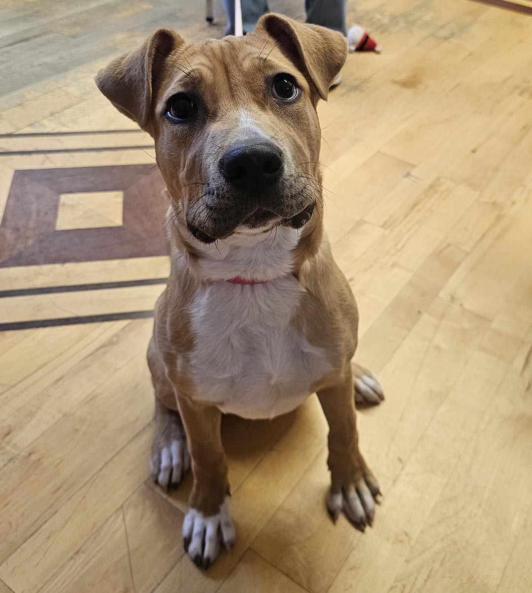 Dexter, adopt, dog