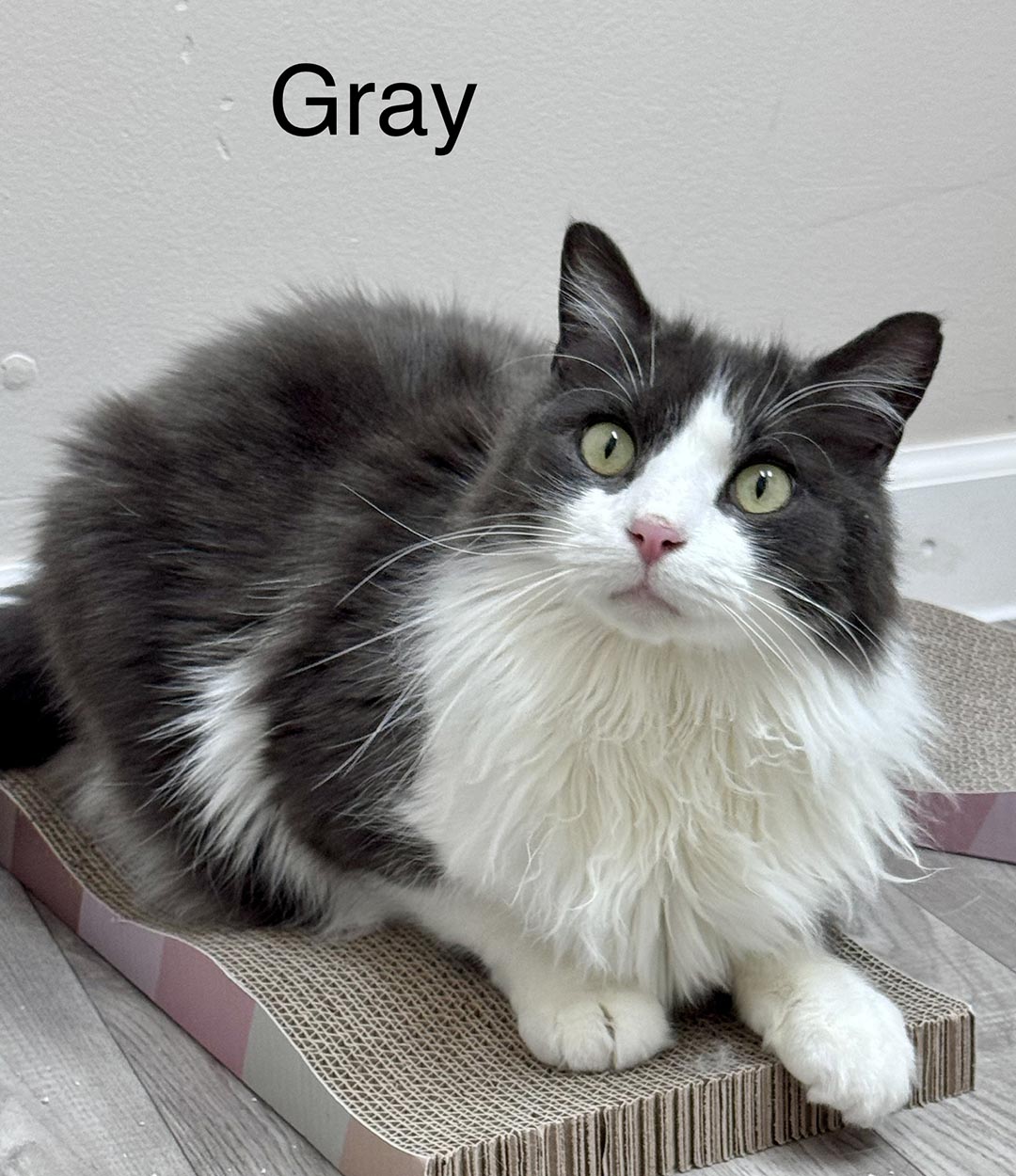 adopt cat