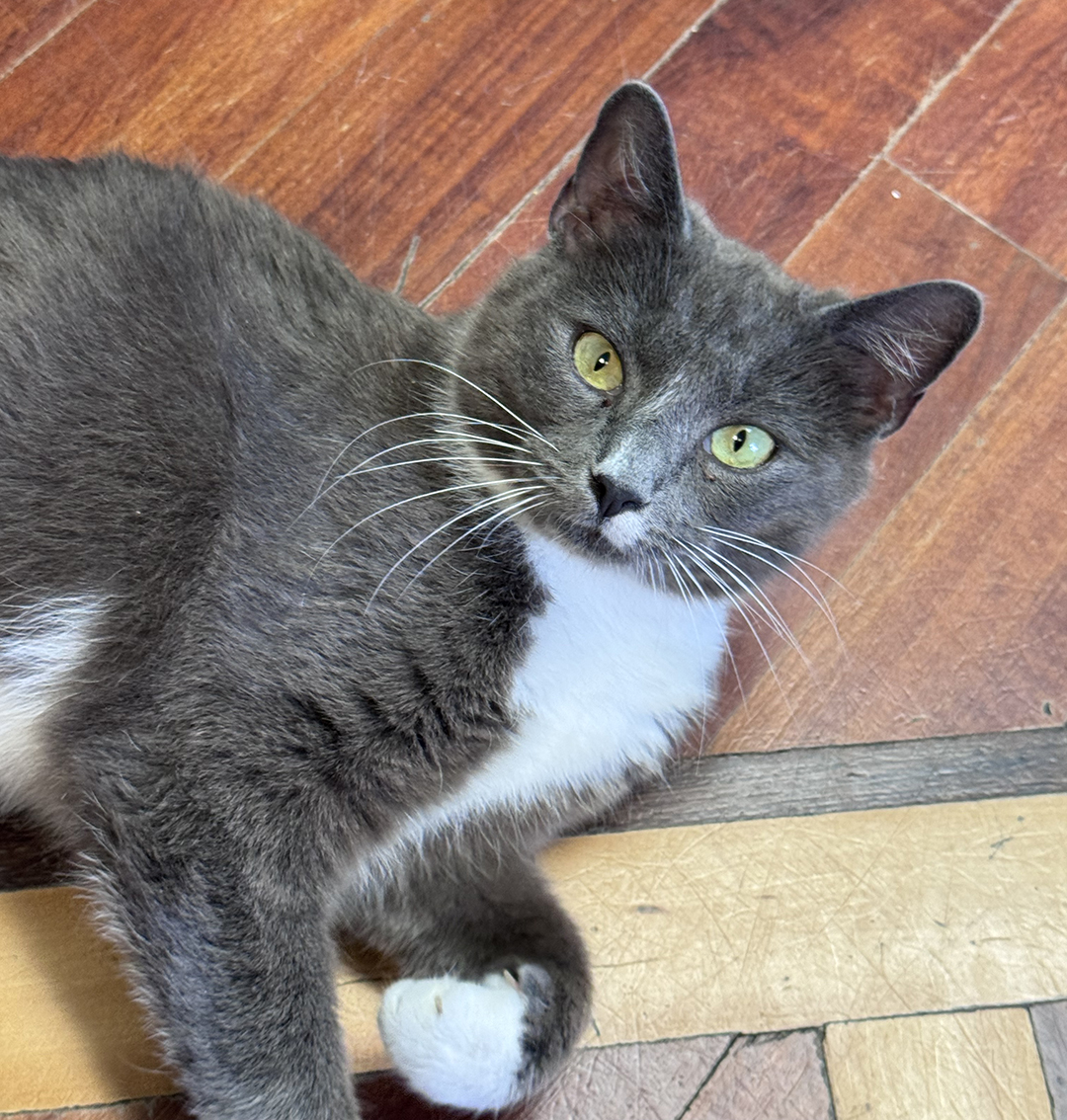 Brooklyn 4 adopt cat