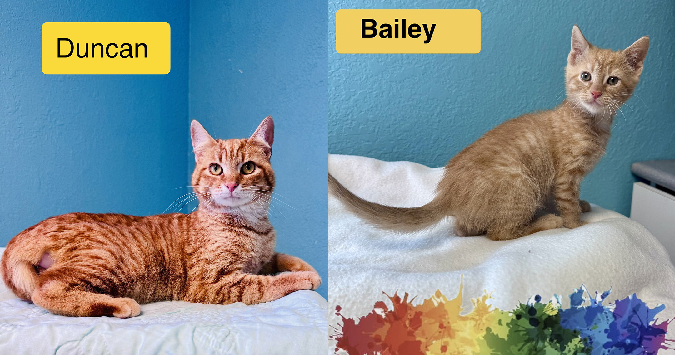 adopt cat