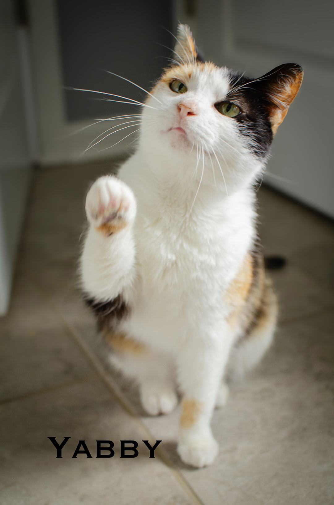 Yabby 5 adopt cat