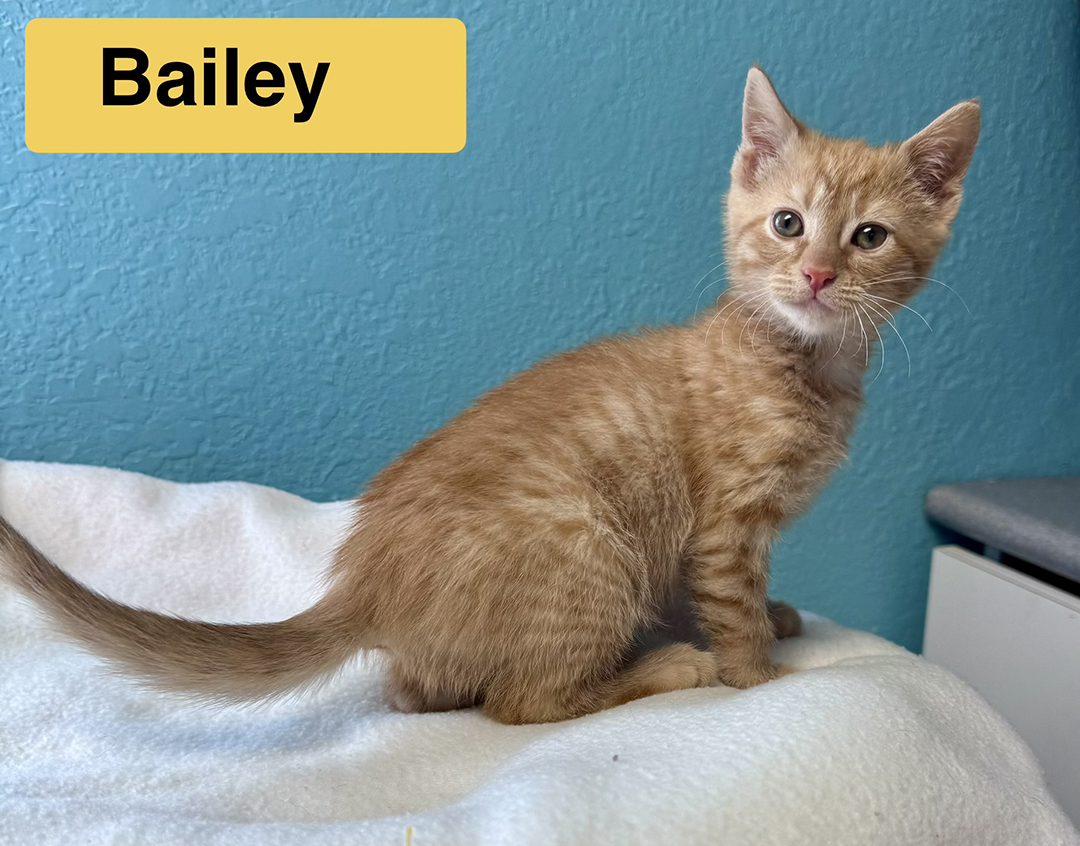 bailey 9