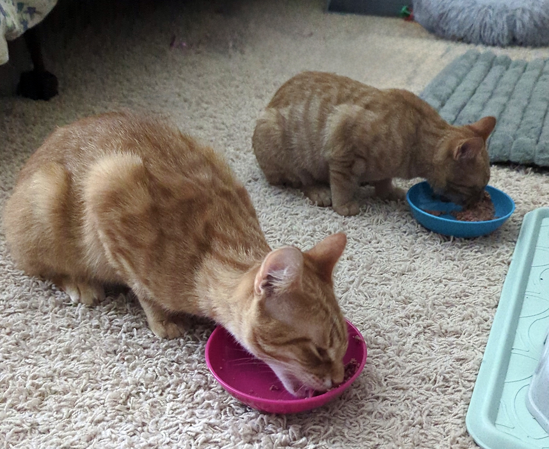 bailey duncan adopt cat