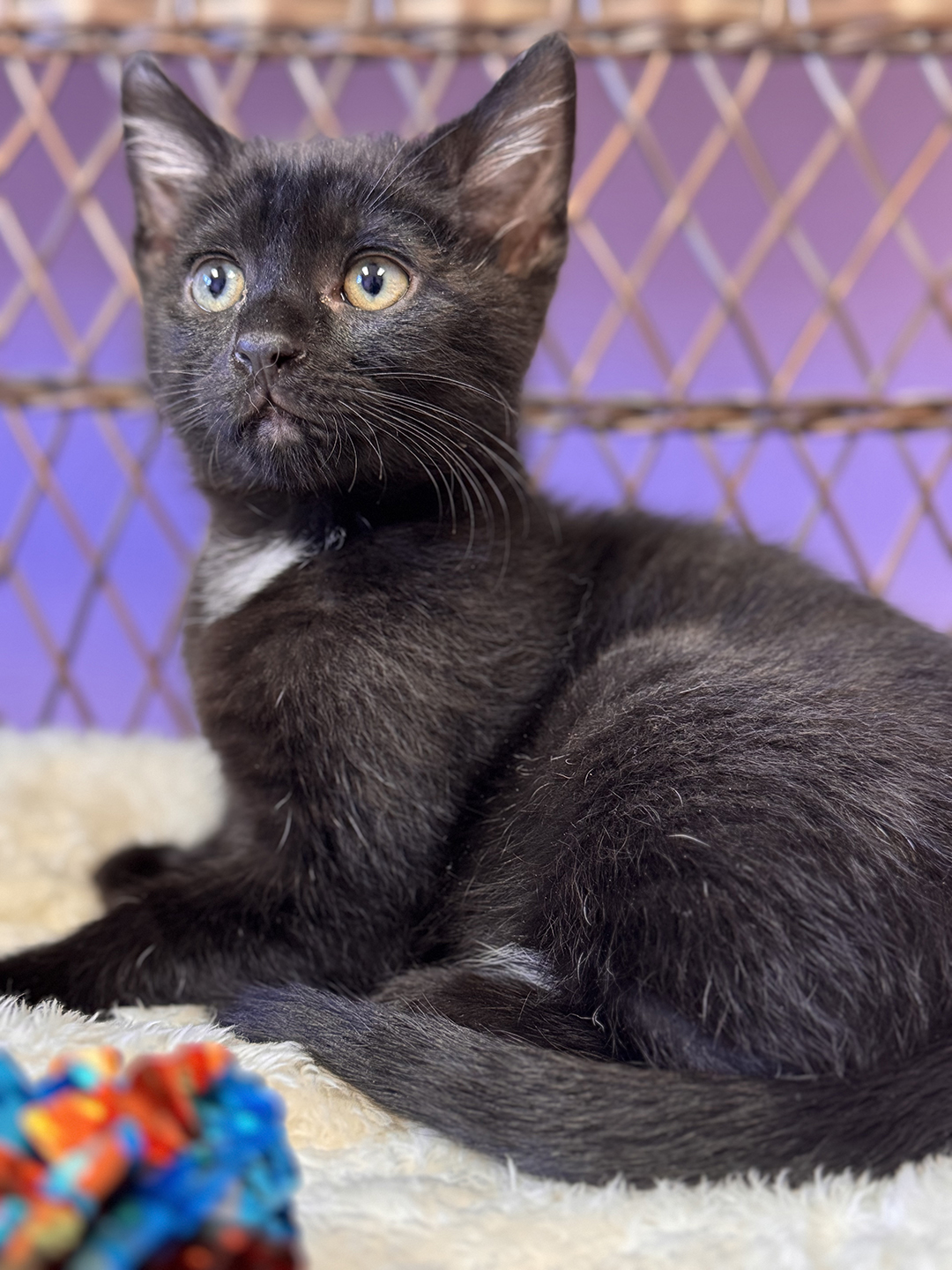 adopt cat