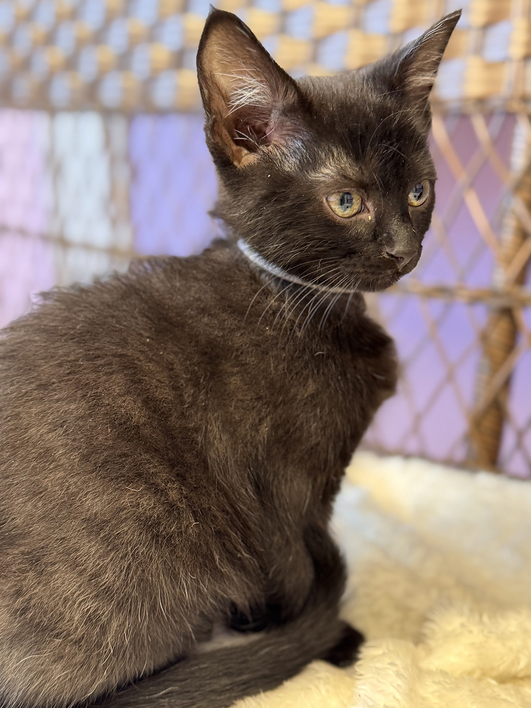 adopt cat