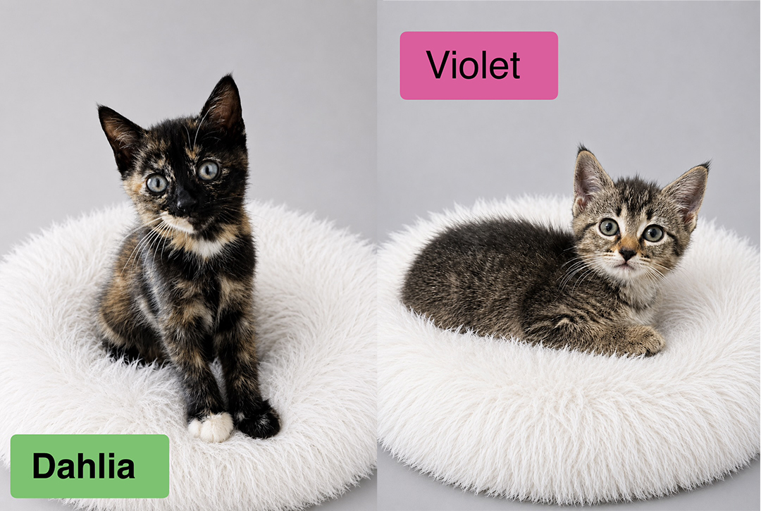 adopt cat