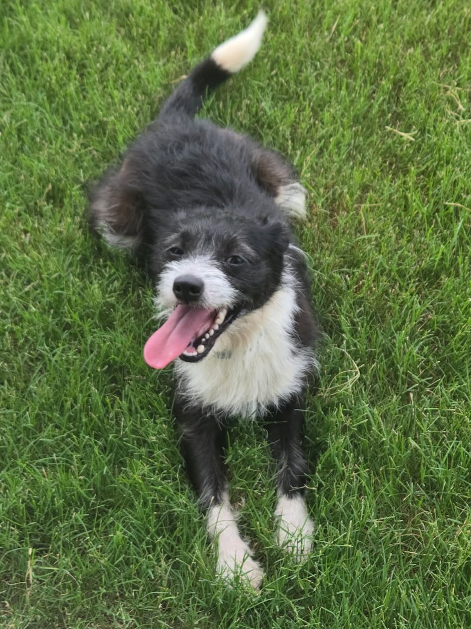 jake 1 Dexter, adopt, dog