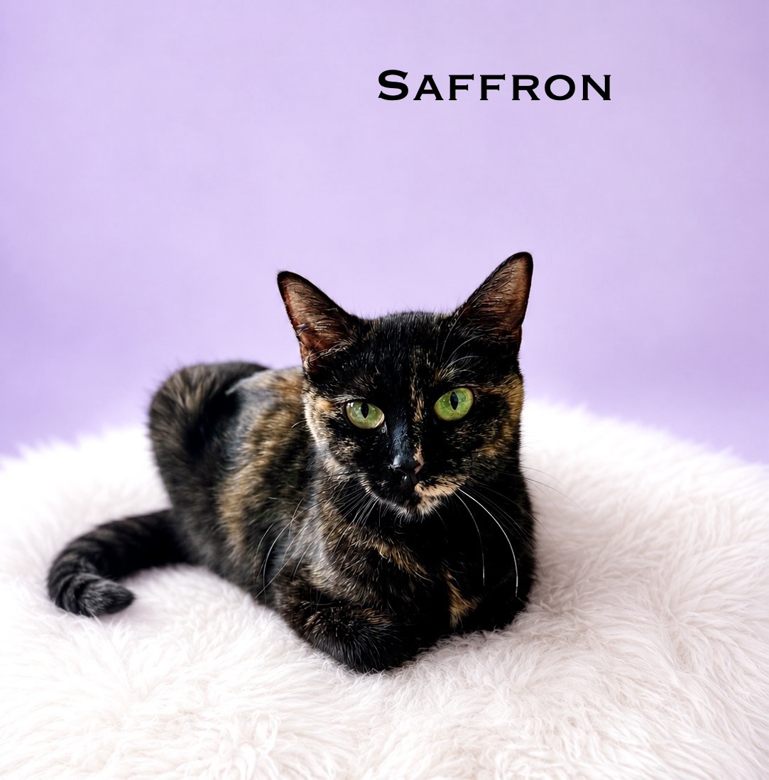 adopt cat