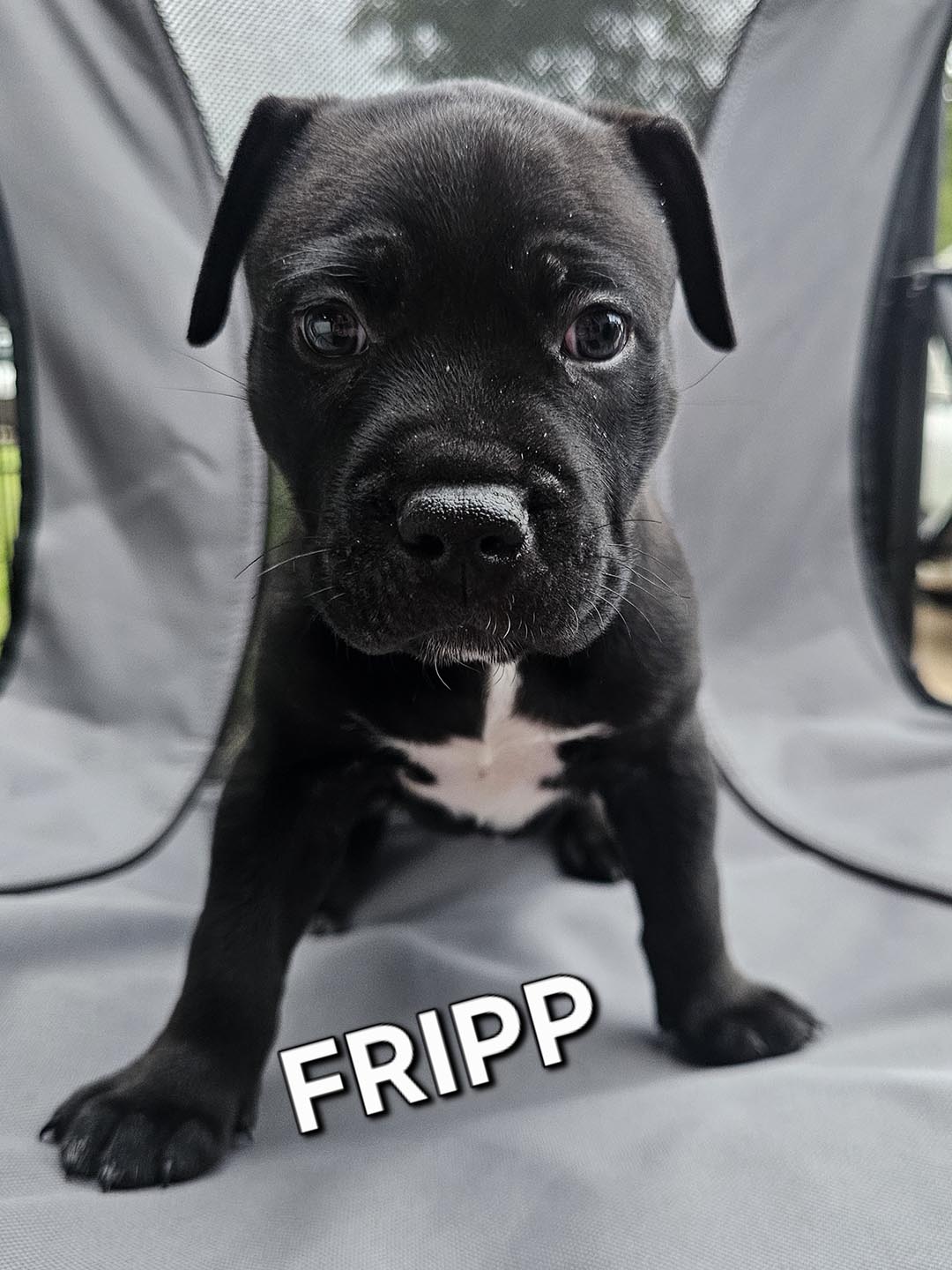 Fripp 1 Dexter, adopt, dog