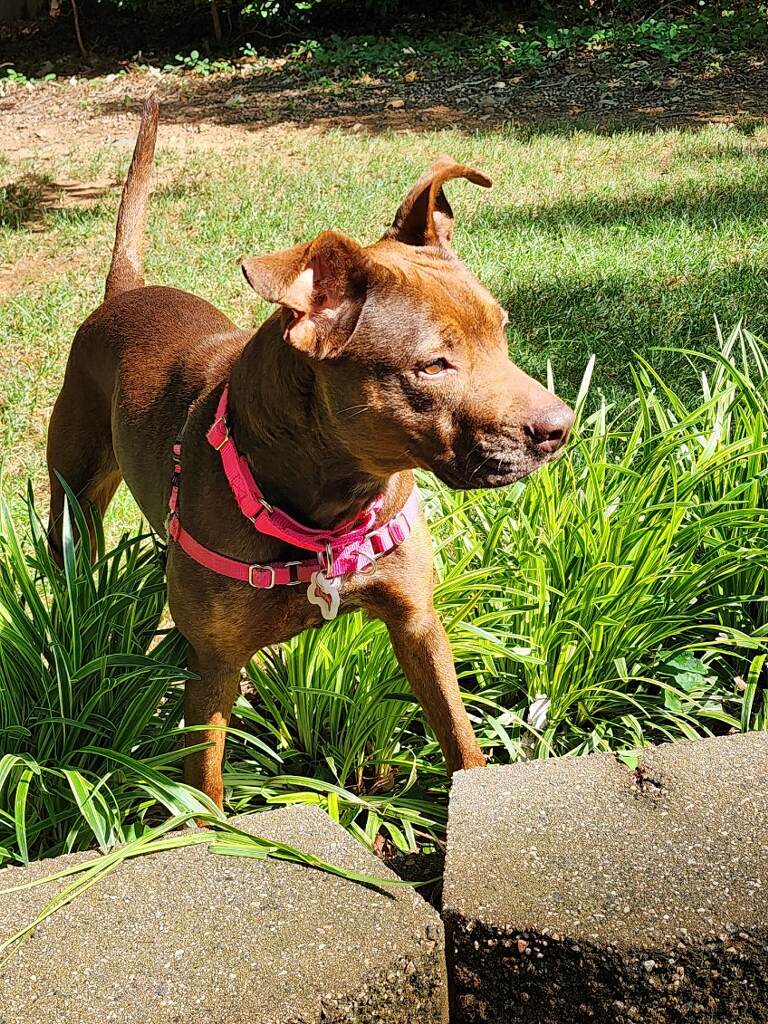 Lucille2 Dexter, adopt, dog