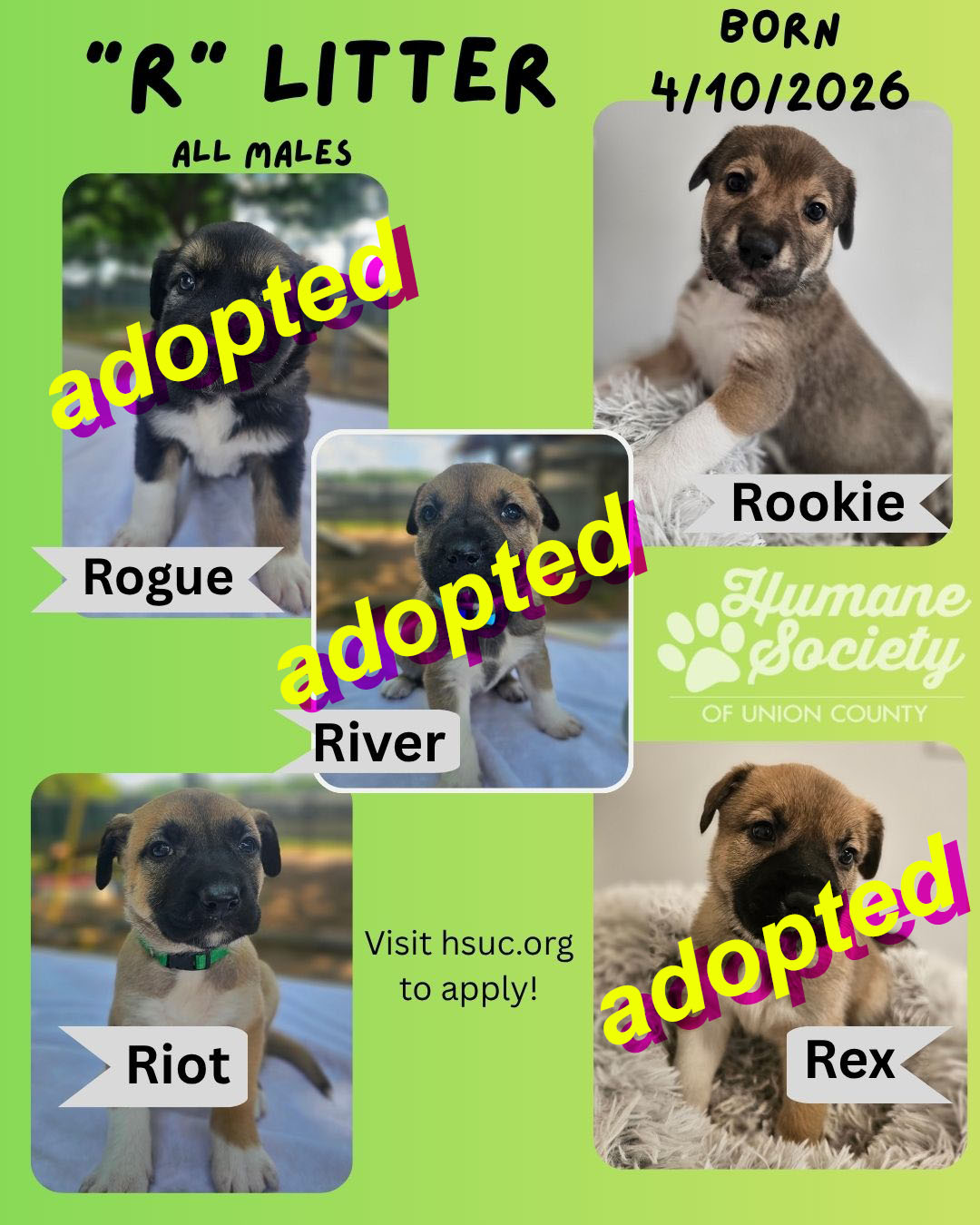 “R” Litter - 1 Dexter, adopt, dog