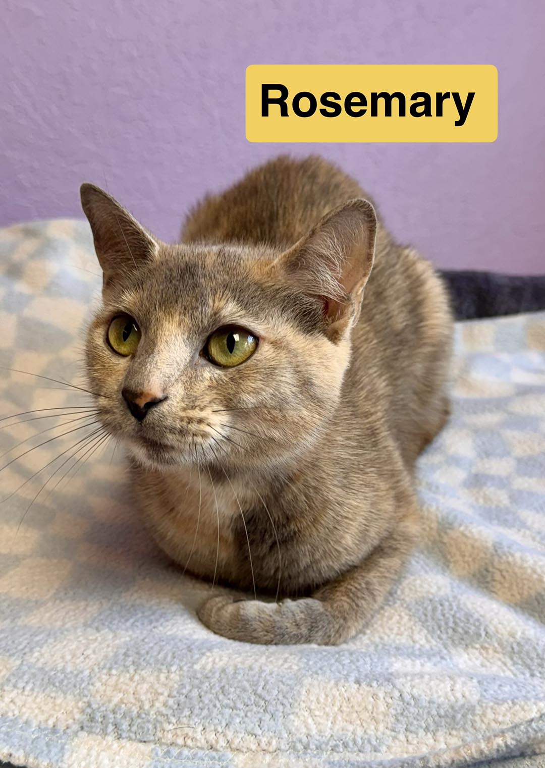 adopt cat