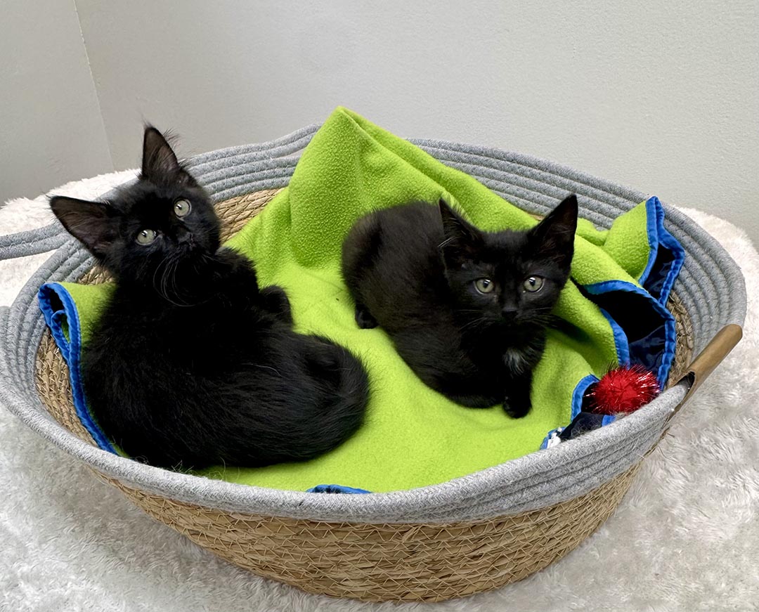 adopt cat