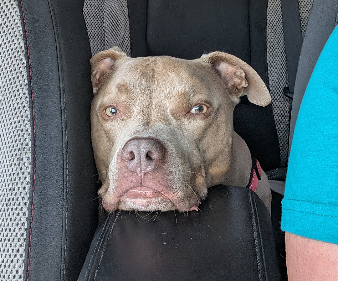 Tank Dexter, adopt, dog