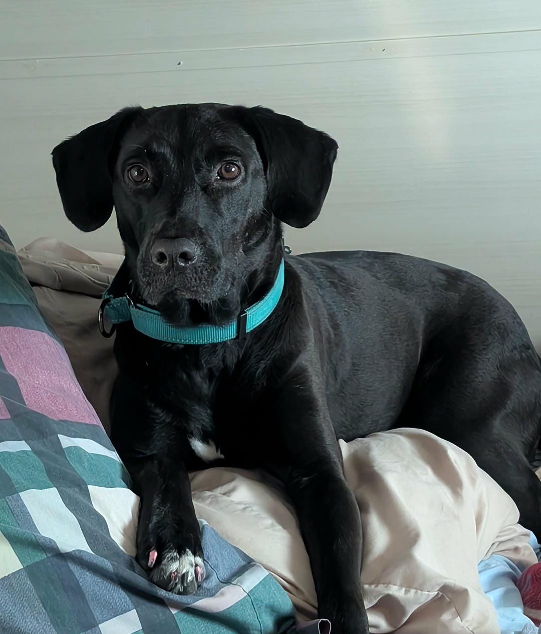 lucy 2 Dexter, adopt, dog