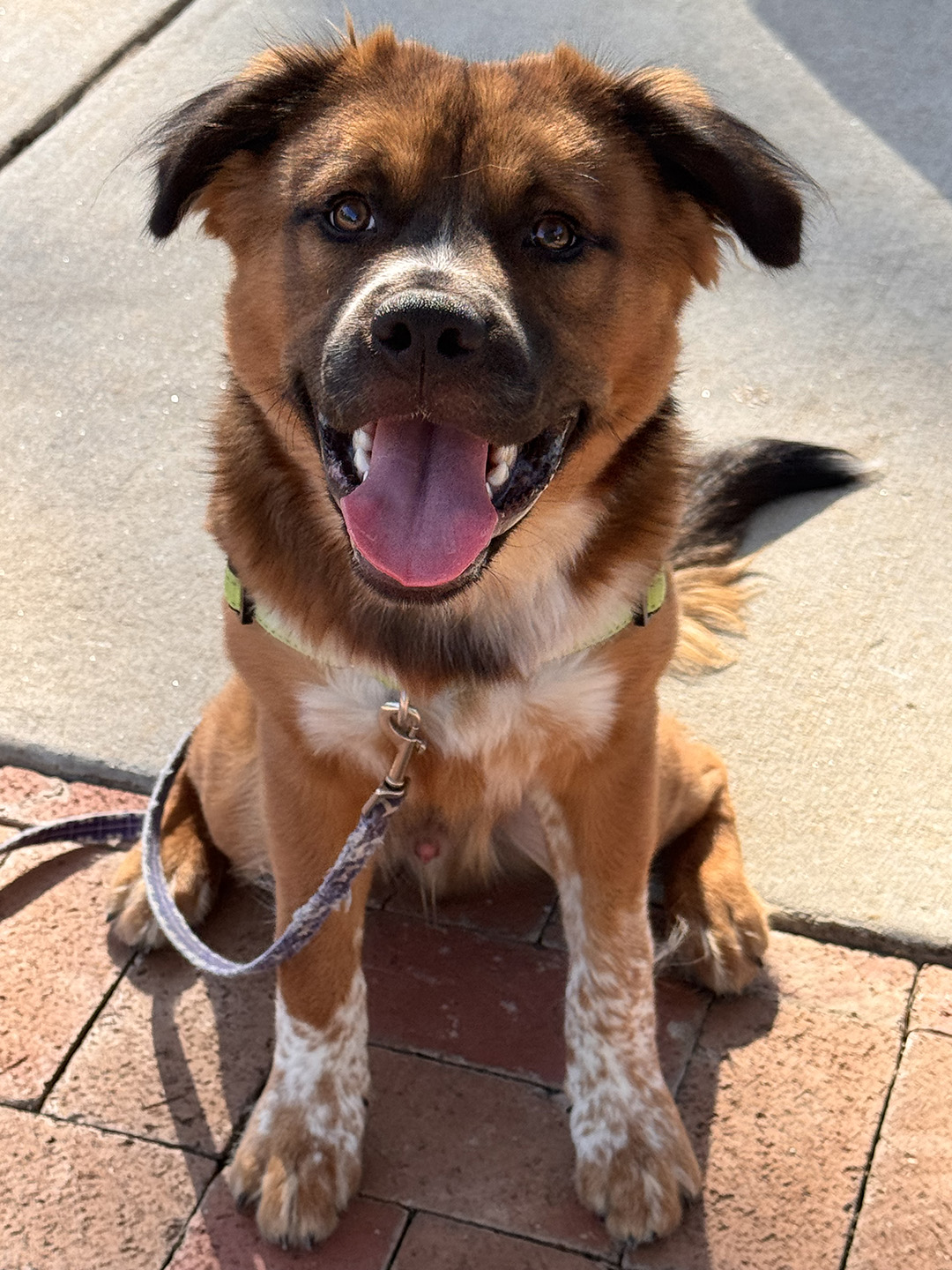 Dexter, adopt, dog