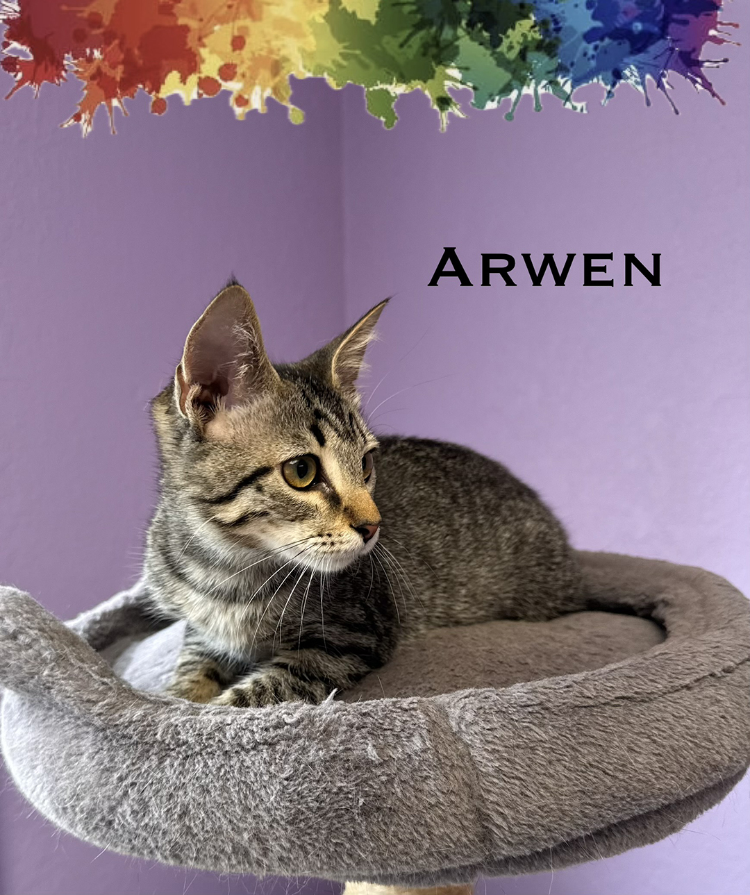Arwen 3