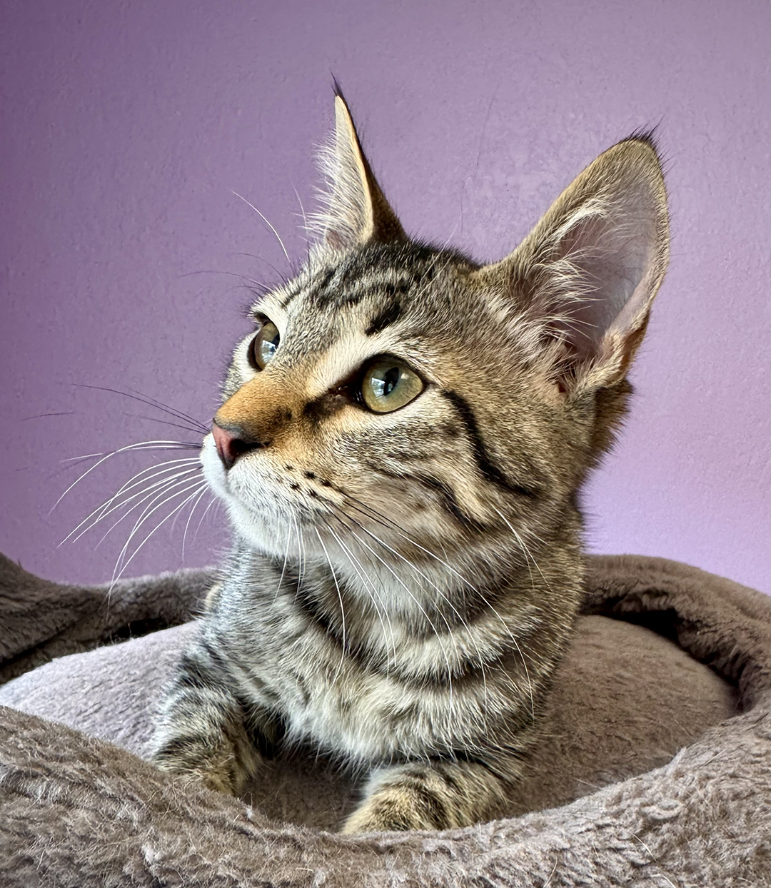 adopt cat