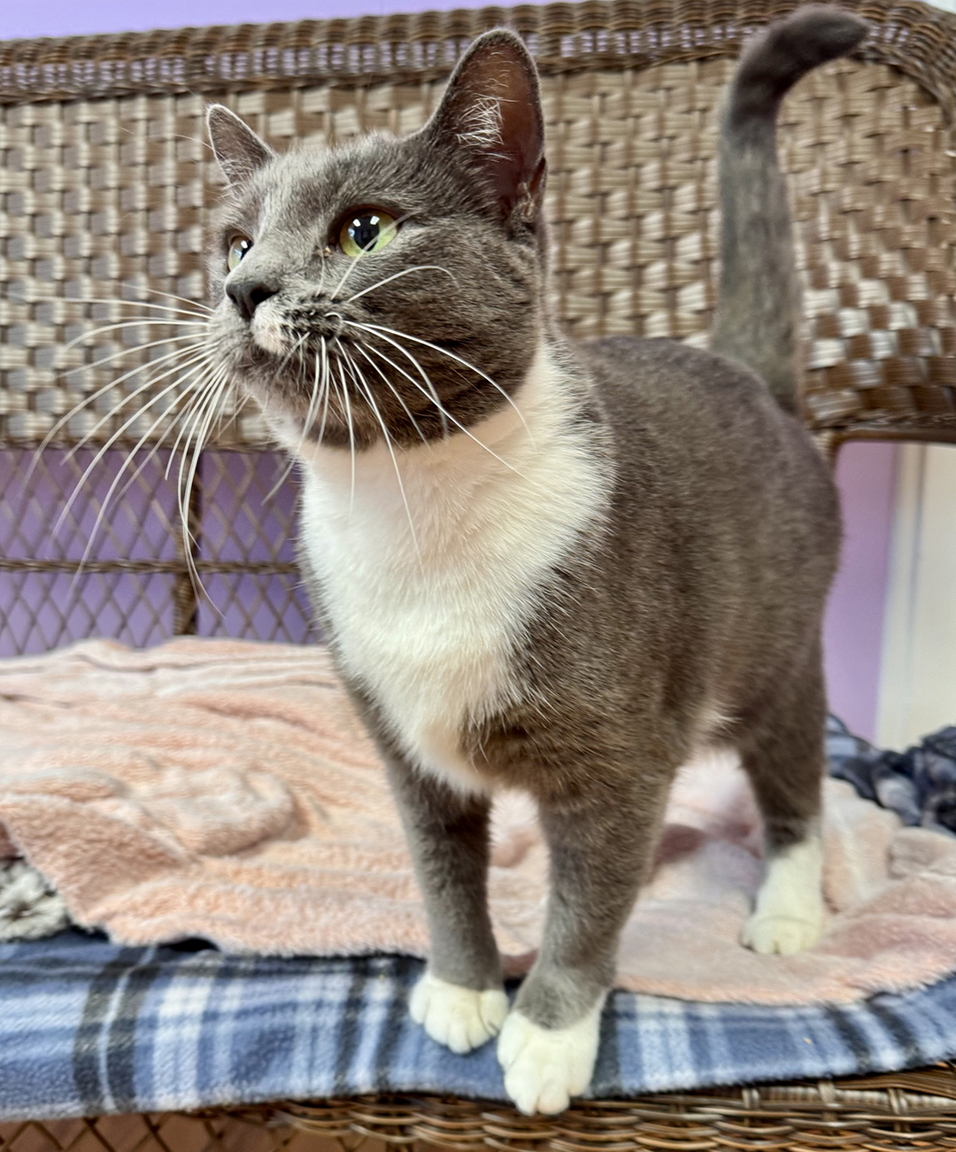 adopt cat