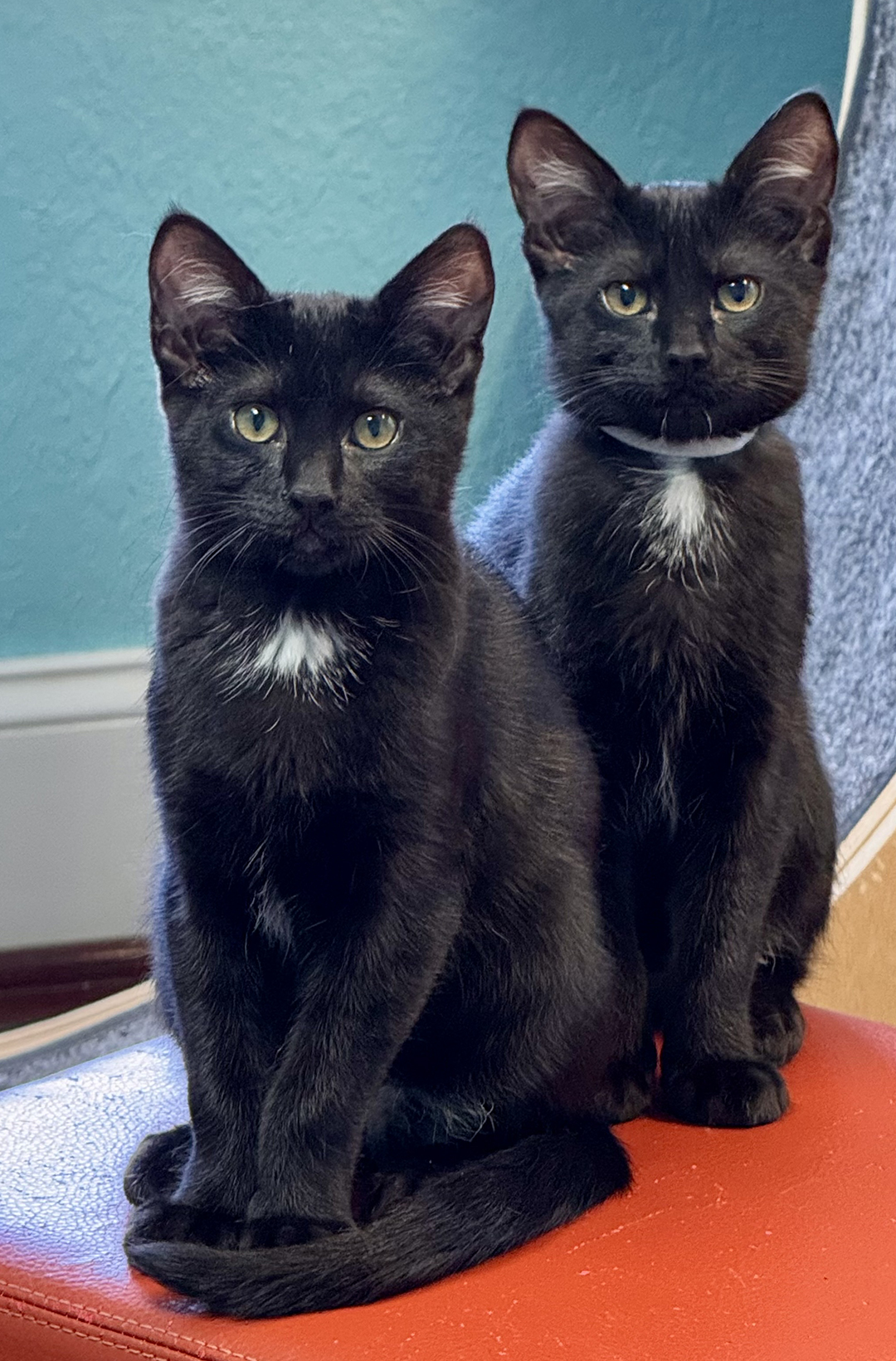 adopt cat