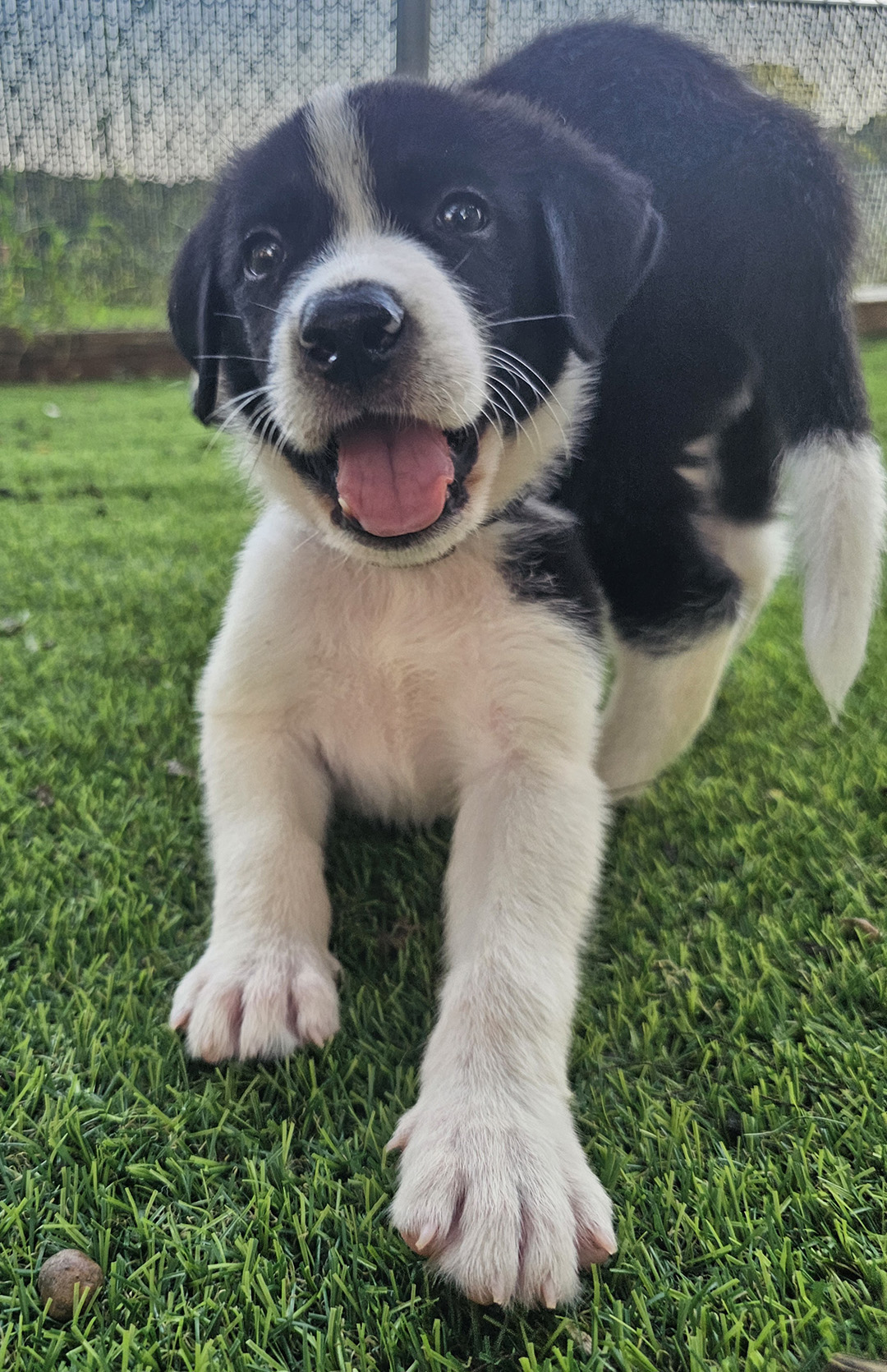 Dexter, adopt, dog