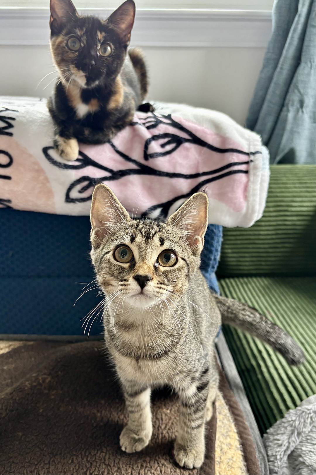 adopt cat