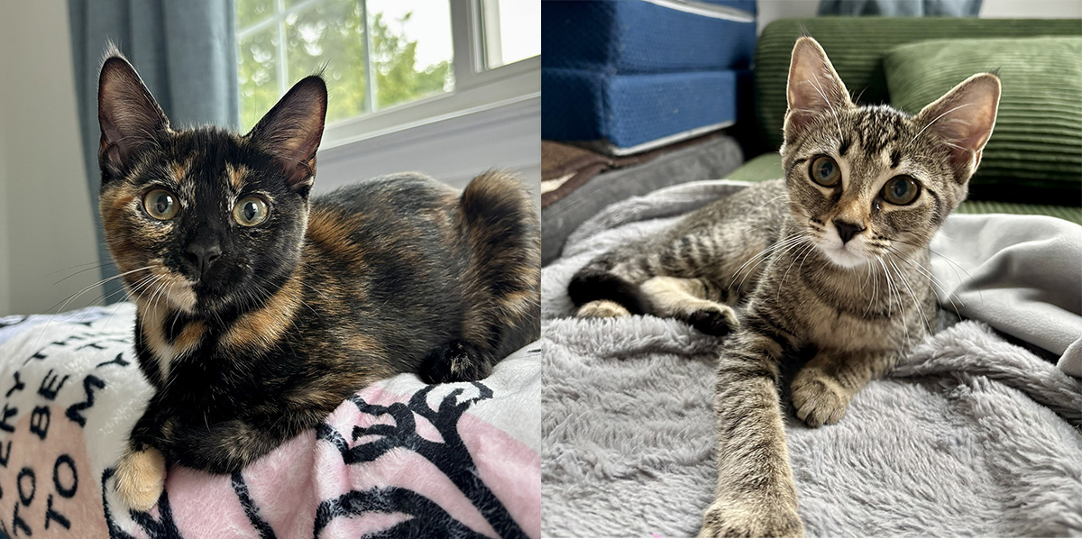 adopt cat