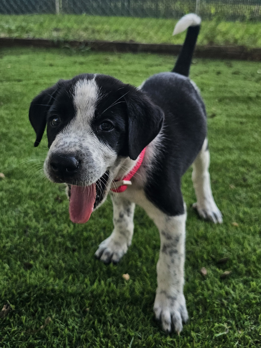 Dexter, adopt, dog